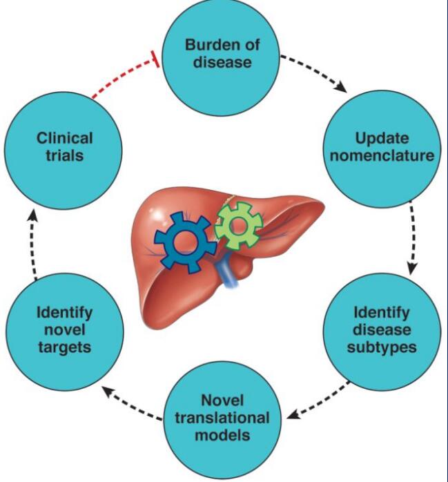֬����������ϣ����MAFLDȡ��NAFLD�����к�������������������